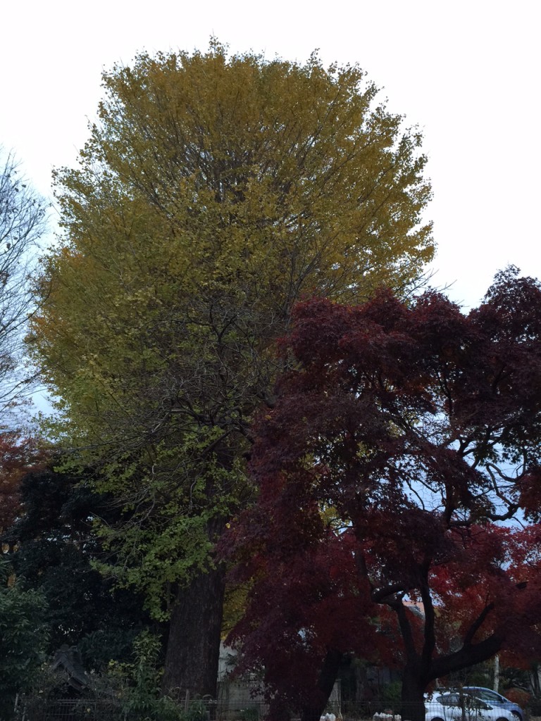 IMG_0881
