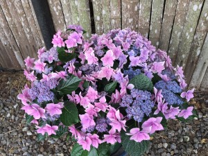 IMG_1518