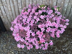 IMG_1532